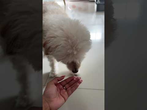 SLINK QUER COMER MEU SORVETE