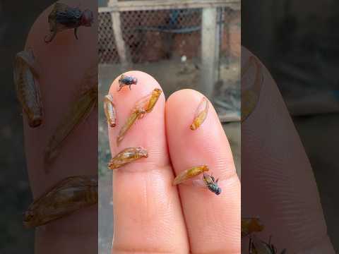 All insects are so sad,😭 #life #nature #lifeisbutadream #flyinginsects #naturelover #love