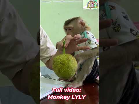 Monkey Lyly tries to ask her mother for help. #shorts #monkey #youtubeshorts #viralshort #cutefunny