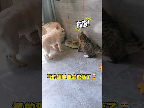 笑不活了～狸花猫简直就是猫中“丧彪 #搞笑 #shorts