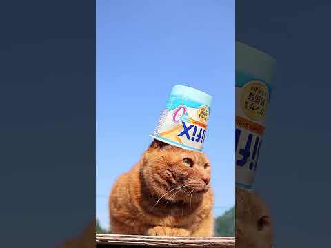 猫の動画サムネイル - BifiXヨーグルトほんのり甘い脂肪ゼロ　250531　#のせ猫　 #cat #猫のいる暮らし #ねこ #ネコ #cute #猫のいる生活