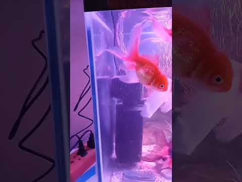Neo-Helios universal light🔥#fish #aquarium #viralvideo #shorts #light #best #shortfeed #pets #new