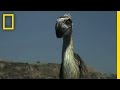 Terror Bird and Edwards Wolf: A Prehistoric Encounter