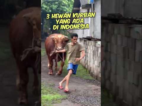 3 Hewan kurban yang ada di indonesia Nomor 3 pasti pernah kamu makan!!