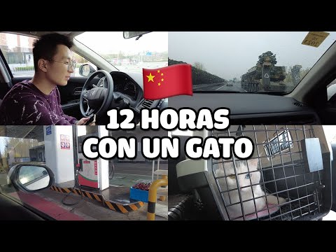 ASÍ ES CRUZAR CHINA EN CARRETERA CON UN GATO! MUDANZA DE TIANJIN A SHANGHAI