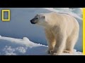 Polar Bear Habitat and Behavior