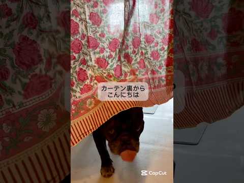 美しき黒きココ氏 #Shorts