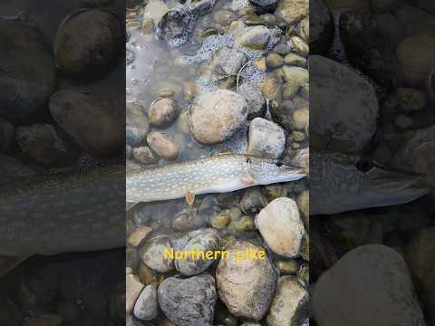 .Northern pike fish catch and release your free