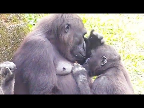 Ringo Pushes Mom's Hand Away: I Want Milk!林戈推開媽媽的手說：我要喝奶！