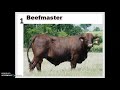 Cattle Breeds and Characteristics