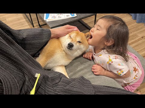 食べちゃいたいくらい大好きな気持ちを2歳児から伝えられる豆柴