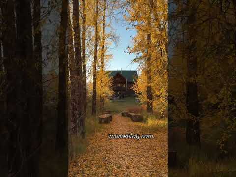 Colorado fall colors! #colorado #fallcolors #cabinlife #coloradocabin