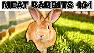 RAISING MEAT RABBITS 101 (for beginners) | Homestead Meat Rabbits Breeds Setup Colony Breeding