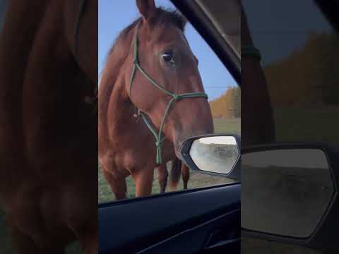 Spirit zawsze dostarcze mi emocji 😉😍 #konie #horse