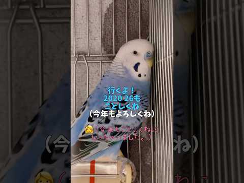 うみくんからのあいさつ🕊️💙 #セキセイインコ #うみ