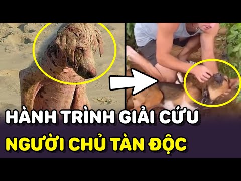 🐶 Cuộc hành trình GIẢI CỨU các bé chó THOÁT CHẾT bởi người chủ tàn khóc | PETS