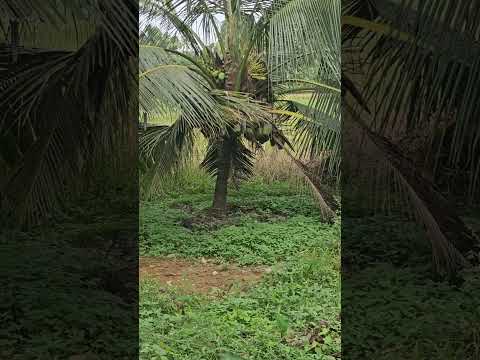 ഇത് ഞെട്ടിച്ചു | don't miss the end #trending #shorts #shortvideo #viral #viralvideo