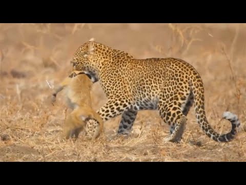 The Leopard Fiercely Attacked The Baboon