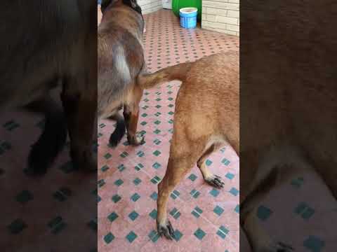 #malinois #dog #puppy #beautiful #viral #video #animals