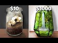 Building and Maintaining Terrariums