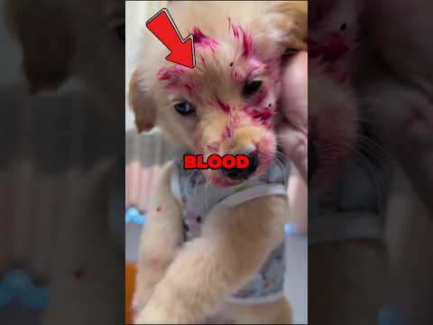 DOG LOVES WATERMELON! #puppy #animals #cuteanimal