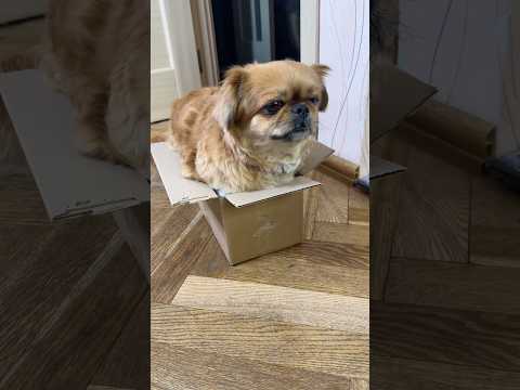 Мама Заставляет Сниматься Собачку #короткиевидео