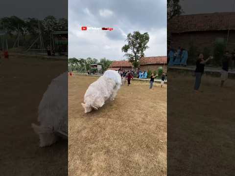 Detik-detik bocil ff dikejar Can Macanan❗️