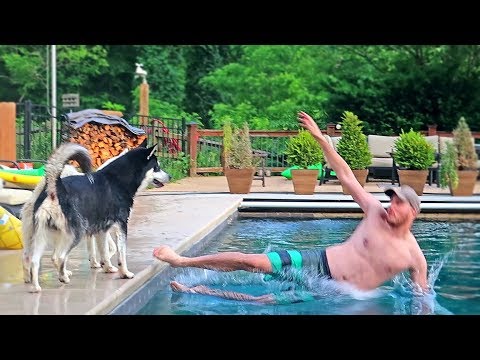 Husky Reacts to Owner Falling in a Pool