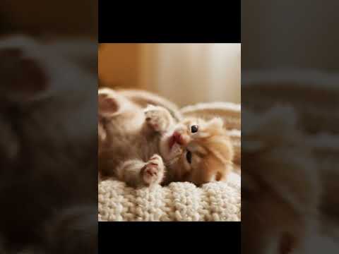 The Funniest Baby Cat Ever! 🐱 Tiny Kitten Doing Hilarious Things