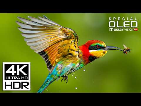 Beautiful 4K Videos with relaxing music for stress relief | 4K HDR 60fps | Dolby Vision