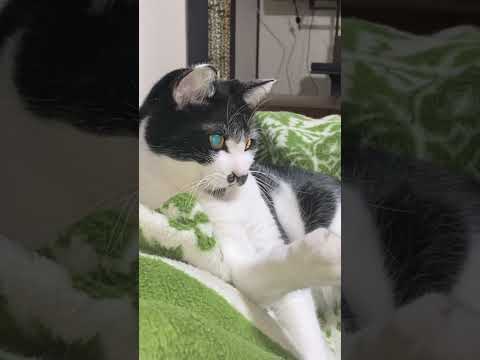 テレビのリモコンに必要以上に絡む猫 #cat #猫のいる暮らし #保護ねこの家