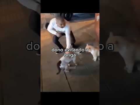 animais muito fofinhos ❤️🐾