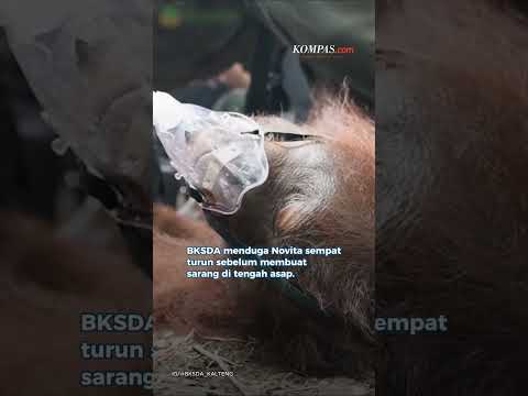 Novita, <strong>Orangutan</strong> Usia 4 Tahun, Bertahan Sendiri di Tengah Kepungan Asap di Kalteng