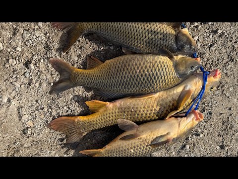 Carlos Orellana Catches 4 Carp Fish at the aqueduct on Thaft ca.