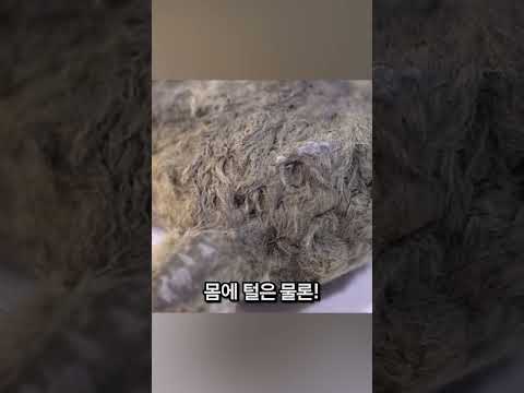 얼어붙은 땅에서 온전한 상태로 발견된 빙하기의 무법자!