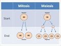 Comparing Mitosis and Meiosis
