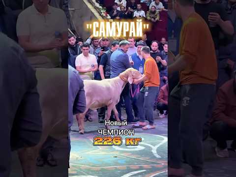 Новый чемпион 🐏  #арашан в 🇺🇿 "Самурай" 226 кг (Абсолют) линия "Носорог" из 🇰🇬 #shorts