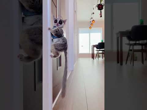 Funny bush baby🤣🤣#bushbaby #galago #fyp #funny #foryou #foryoupage #funnyanimals #funnyvideo