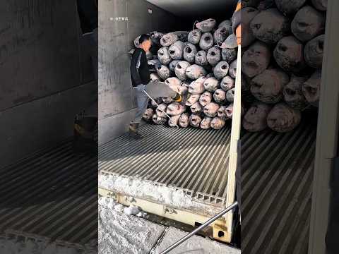 Sekali Tendang, Semua Ikan Keluar Sendiri! 🤯