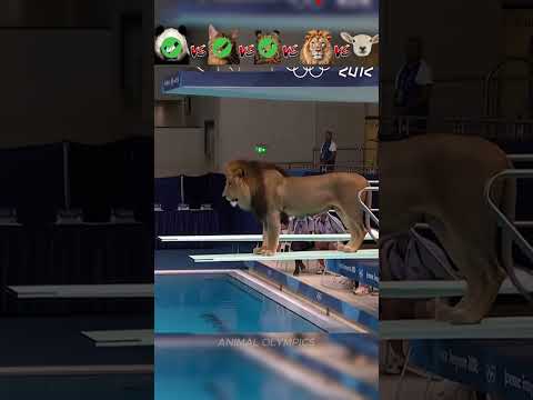 Panda vs Cat vs Cheetah vs Lion vs Sheep - Diving Challenge😮