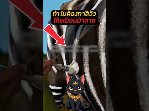 ทาสีวัวให้เหมือนม้าลาย! ไอเดียร์สุดแจ่มจากชาวไร่