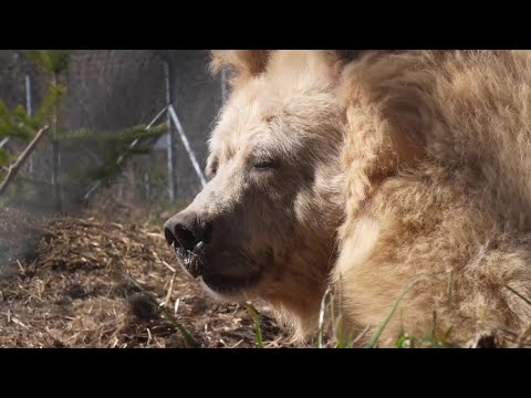 Near Kyiv, bears emerge from hibernation after 'hardest winter' at sanctuary since 2022 | AFP
