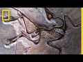 Fossilization Processes and Concepts