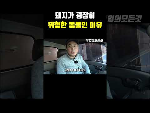 돼지가 굉장히 위험한 동물인 이유