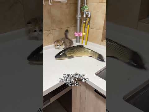 【#雪球日记】小板凳:最后的晚餐? #猫咪的迷惑行为 #曼基康矮脚