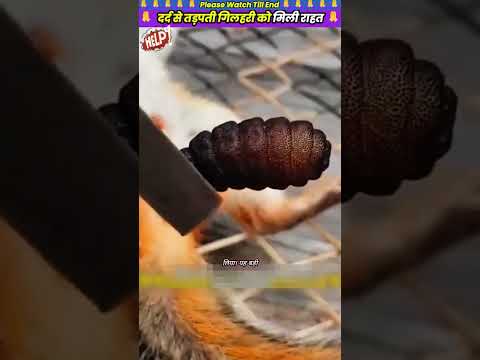 दर्द से तड़पती गिलहरी को मिली राहत #animal #animalrescue #animallover #rescue #squirrel