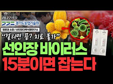 "겉으론 멀쩡해보였는데..." 감염되면 치료불가 '선인장 바이러스,' 15분이면 잡는다 #접목선인장 #선인장 #선인장바이러스 #슬라생_260922
