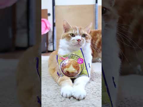 猫の動画サムネイル - 北海道産チーズのチーズまんじゅう　250515　#のせ猫 #cat #cute #ネコ #ねこ #猫のいる暮らし #kitty #kitten #cutecat