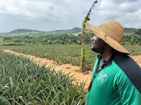 Pineapple Production Can Be Very Lucrative: How he makes 100k growing Pineapples step by step