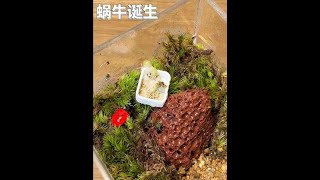 蜗牛宝宝总算是孵出来了，但是怎么不吃主播精心准备的食物呢？ #玩个很新的东西  #蜗牛  #爬宠